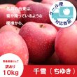 画像1: ※10月下旬発送※ 千雪　訳あり　１０kg（約40個前後）≪送料込≫ (1)