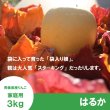 画像3: ※11月下旬〜12月上旬発送※ はるか　家庭用　 ３kg（約9-12個）≪送料込≫ (3)