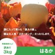 画像3: ※11月下旬〜12月上旬発送※ はるか　訳あり　３kg（約10個程度）≪送料込≫ (3)