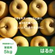 画像2: ※11月下旬〜12月上旬発送※ はるか　家庭用　 ５kg（約14-20個）≪送料込≫ (2)