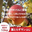 画像1: ※12月上旬発送※ 葉とらずサンふじ　贈答用　１０kg ≪送料込≫ (1)