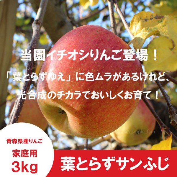 画像1: ※12月上旬発送※ 葉とらずサンふじ　家庭用　３kg（約9-12個）≪送料込≫ (1)