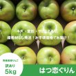 画像2: 【調理向き】 はつ恋ぐりん　訳あり　５kg（約20個）≪送料込≫ (2)