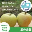 画像1: ※11月上旬発送※ 星の金貨　家庭用　５kg（約14-20個）≪送料込≫ (1)