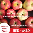 画像2: 華宝 -かほう-　訳あり　５kg（約20個程度）≪送料込≫ (2)