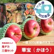 画像1: ※数量限定※ 華宝 -かほう-　鬼デカ３個セット（一玉約800g）≪送料込≫ (1)