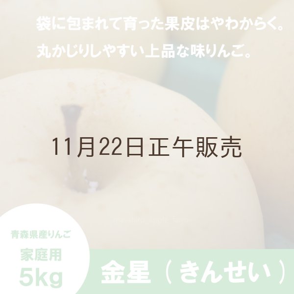 画像1: ※11月下旬〜12月上旬発送※ 金星　家庭用　５kg （約12-20個）≪送料込≫ (1)