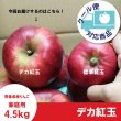 画像1: ※10/11〜10/17限定販売※ デカ紅玉　家庭用　4.5kg（約12-14個） ≪送料込≫ (1)