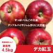 画像3: ※10/11〜10/17限定販売※ デカ紅玉　家庭用　4.5kg（約12-14個） ≪送料込≫ (3)