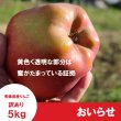 画像3: ※10月下旬発送※ おいらせ　訳あり　５kg（約14個前後）≪送料込≫ (3)