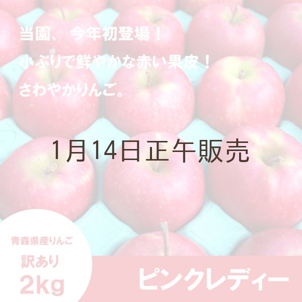 画像1: ★初登場★ ピンクレディー　訳あり　2.5kg（約11〜13個） ≪送料込≫ (1)