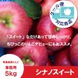 画像1: ※10月下旬発送※ シナノスイート　家庭用　５kg（約14-20個）≪送料込≫ (1)