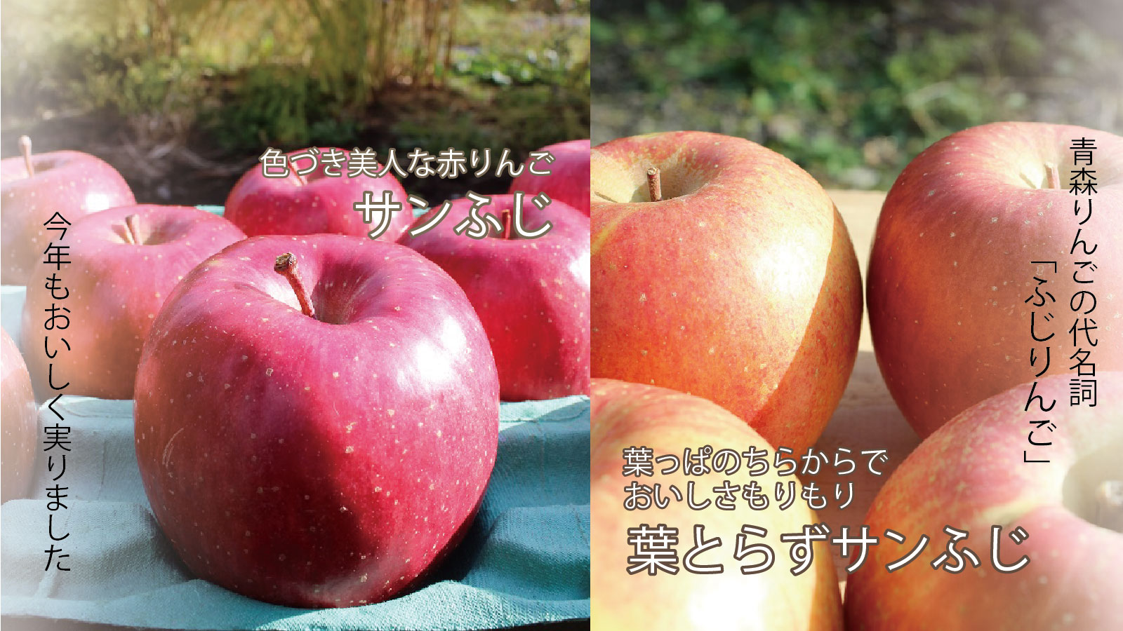 福島県産 もりもり サンふじ 家庭用 ふじ 13キロ りんご