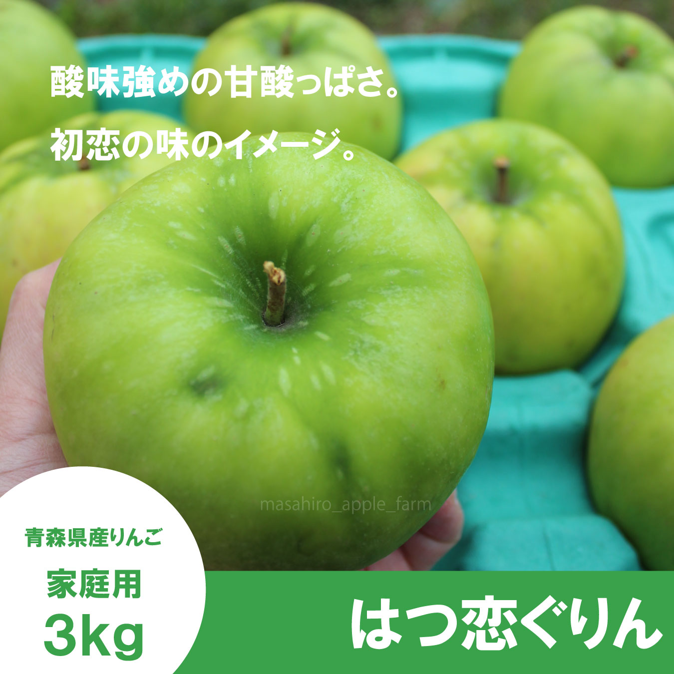 【調理向き】 はつ恋ぐりん　家庭用　3kg（約9〜12個）≪送料込≫