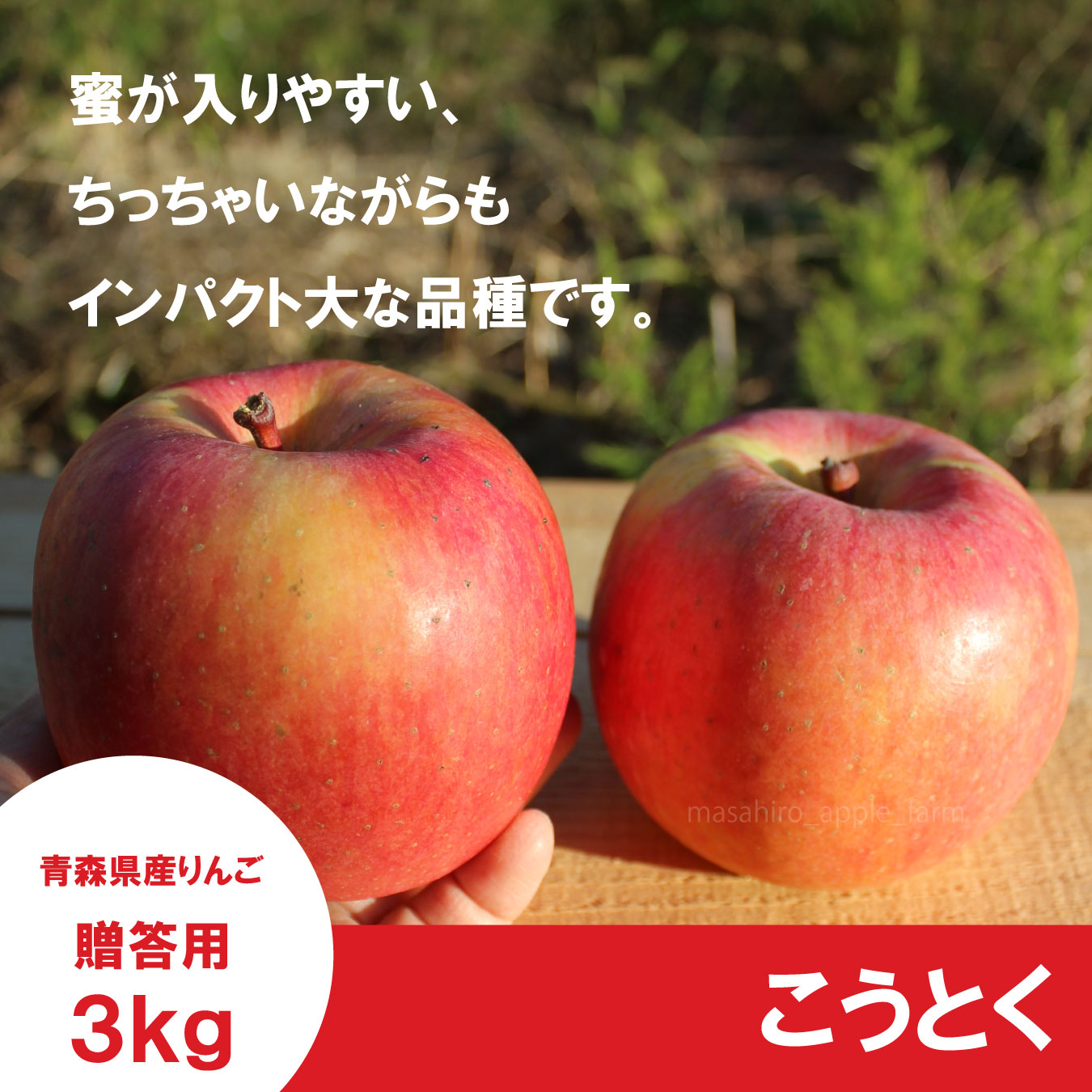 ※11月中旬発送※ こうとく　贈答用　３kg （約9-12個）※お一人様2箱まで ≪送料込≫