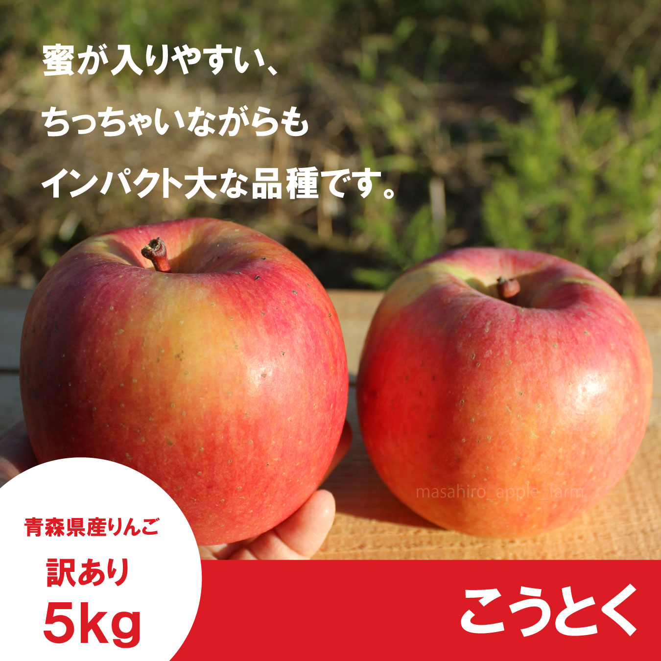 ※11月中旬発送※ こうとく　訳あり　５kg ≪送料込≫