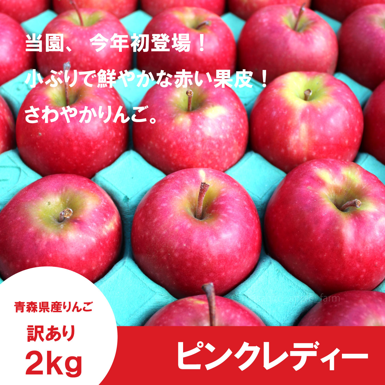 ★初登場★ ピンクレディー　訳あり　2.5kg（約11〜13個） ≪送料込≫