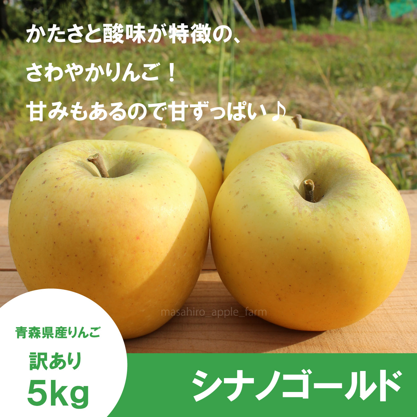 ※11月中旬発送※ シナノゴールド　訳あり　５kg（約20個程度）≪送料込≫